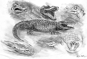 Crocodiles by Syd Cain